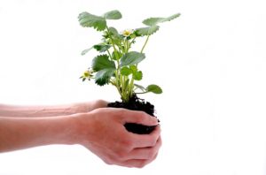5 Surefire Ways to Choose Healthy Seedlings