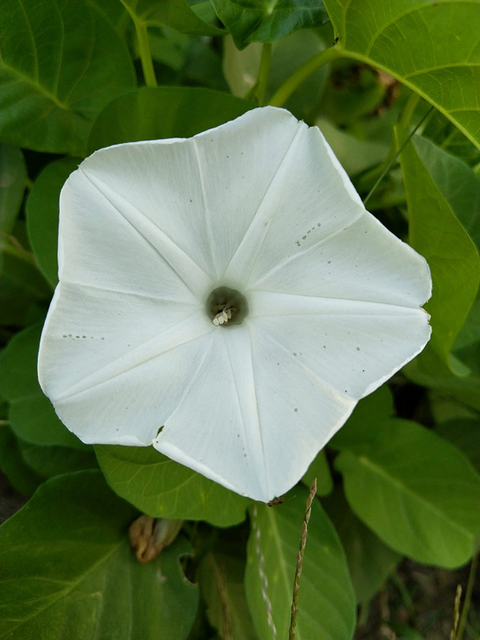 Delicate sweet potato plant flowers resemble morning glories and only live for a few hours. (The Grow Network)