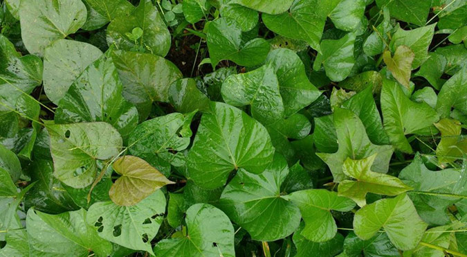 To enjoy both the greens and roots of your sweet potato patch, only harvest 20-30% of the leaves. (The Grow Network)