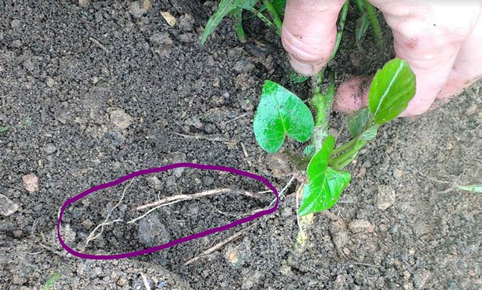 This fledgling storage root will grow into a sweet potato in time. (The Grow Network)