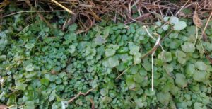 Creasy Greens (Upland Cress, Winter Cress)