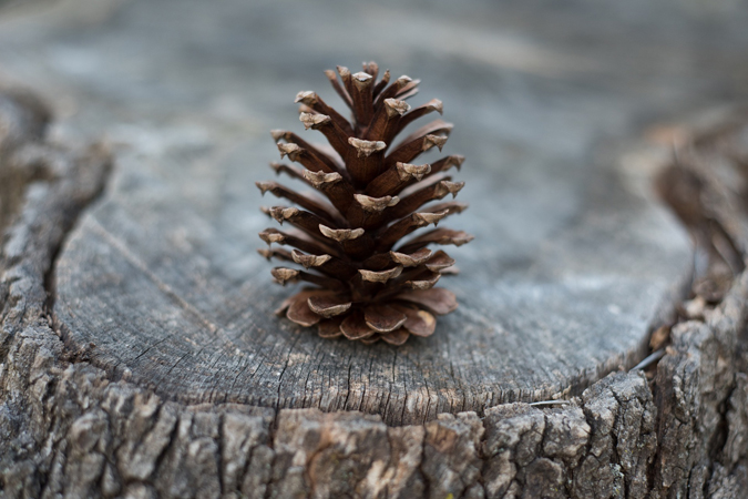 Pine Trees - Year-round Food and Medicine
