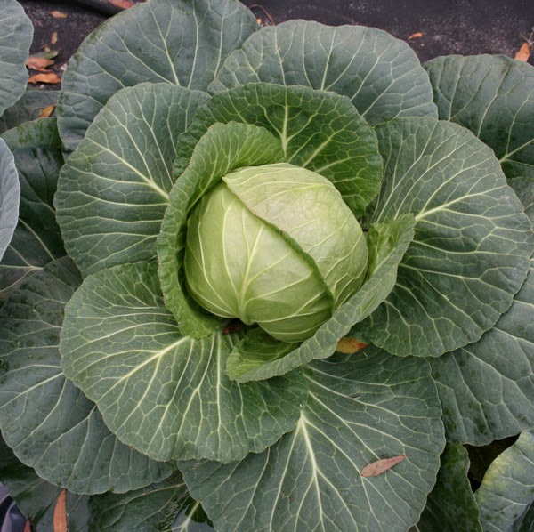 Giant, beautiful cabbage grown with seaweed fertilizer