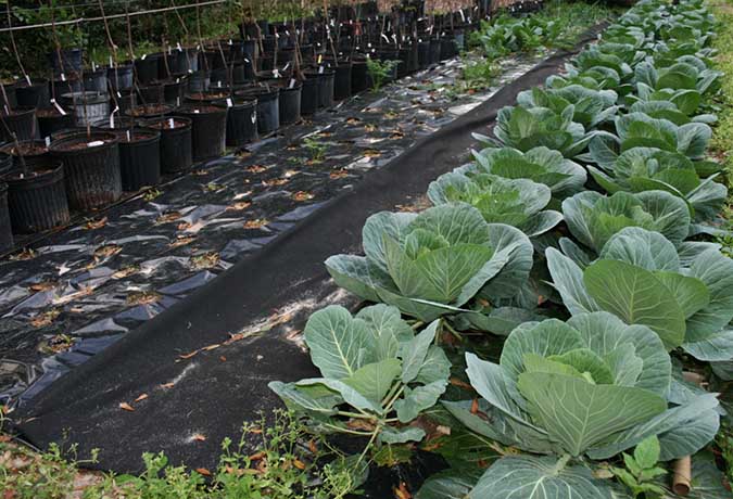 Seaweed Fertilizer on Cabbages 1