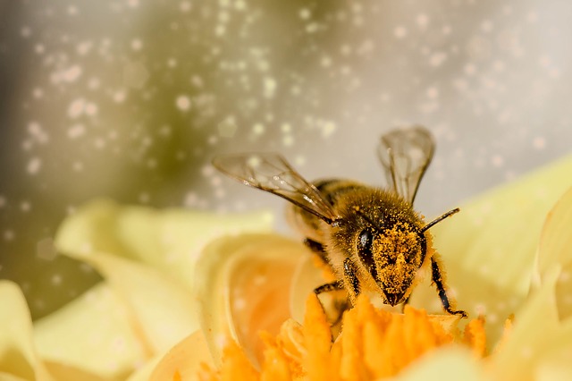 Planting_Fruit_Trees_In_Fall-The_Grow_Network_Bees