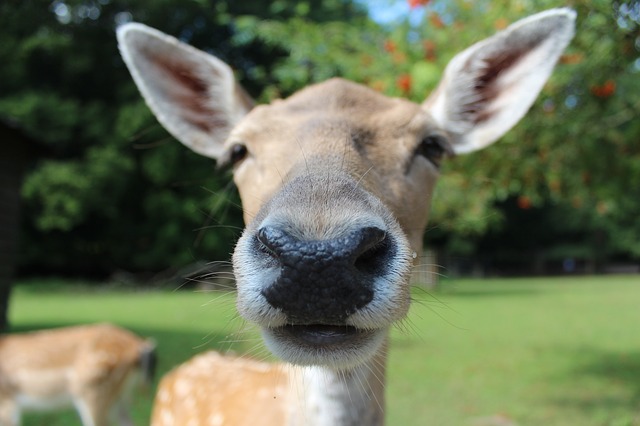 Planting_Fruit_Trees_In_Fall-Deer-The_Grow_Network