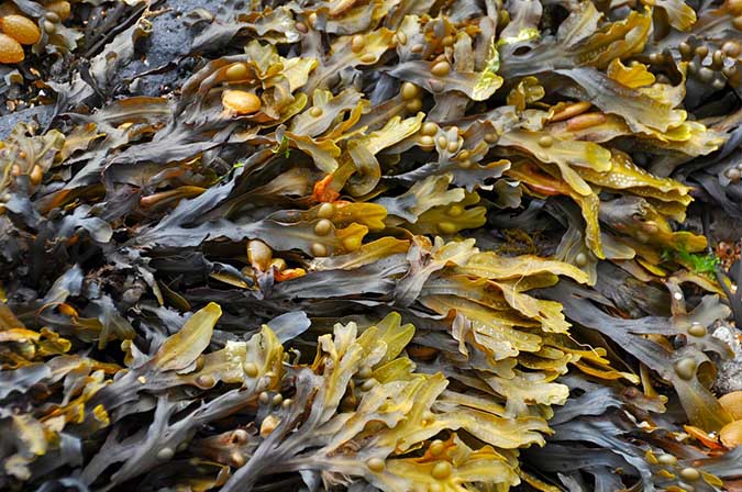 Seaweed fertilizer is like a multivitamin for your garden (The Grow Network)