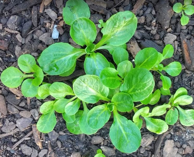 Growing Mâche The Little Lettuce That Lasts All Winter The Grow