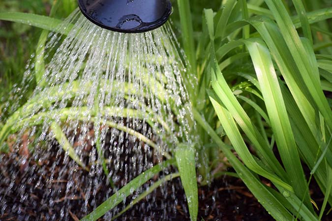 Is it safe to use tap water for plants? - The Grow Network