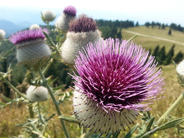 How to Love Thistles When You've Been Hurt Before