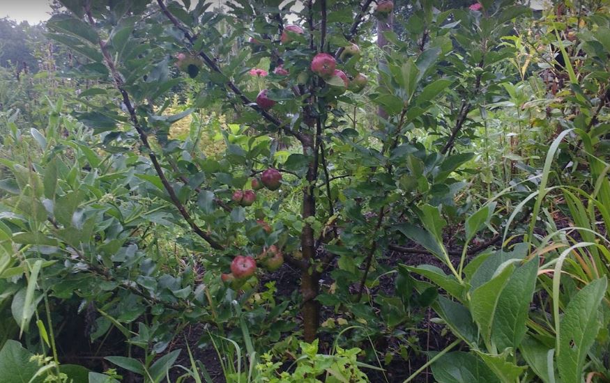 Use cider apples to make hard apple cider (The Grow Network)