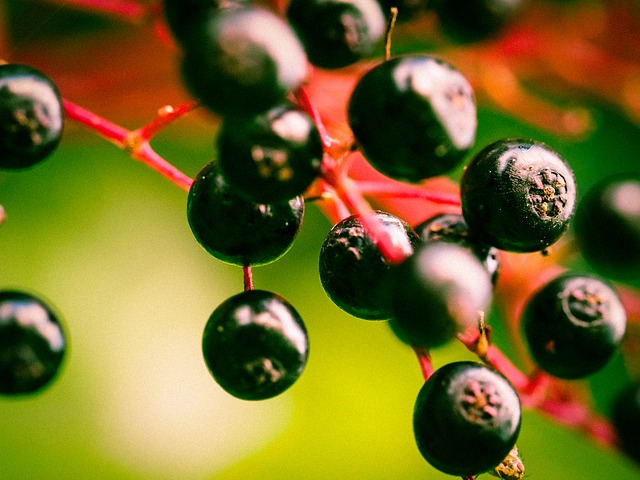 Elderberry: Natural Remedy for Colds