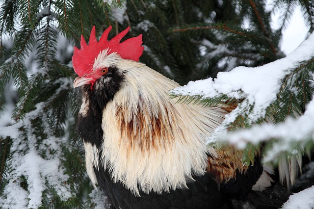 Cold-Weather Chicken Care