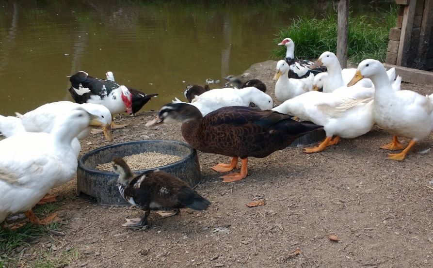 8 Simple, Succulent Ways to Cook Duck (With Recipes) The Grow Network The Grow Network