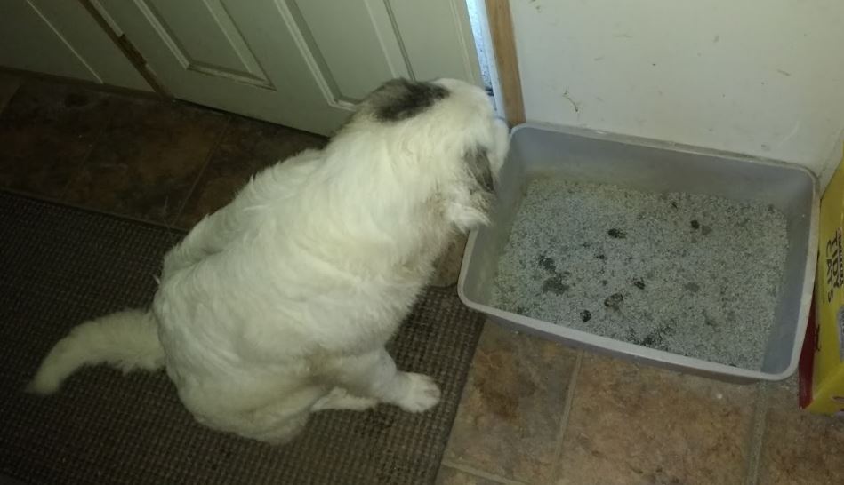 How to Potty Train Your Dog The Grow Network The Grow Network