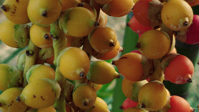 10 percent of the world's population still chews areca nuts (The Grow Network)