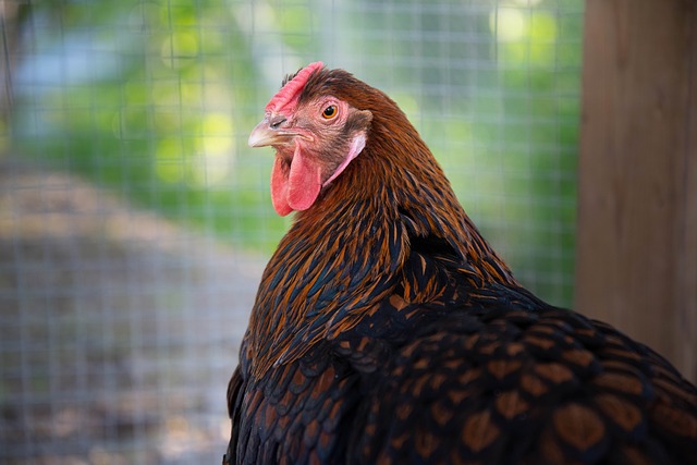 Choose the perfect chicken coop