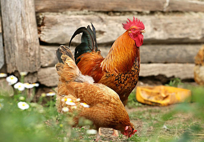 Learn how to raise chickens and other livestock with the skills you'll learn in the TGN Academy. (The Grow Network)