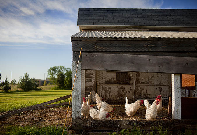 Chicken coops can be expensive to build, even if you use recycled materials (The Grow Network)