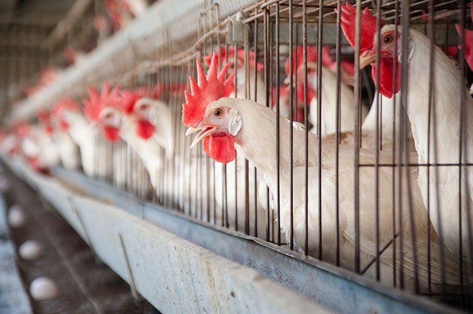Factory-farmed chickens don't get much space. (The Grow Network)