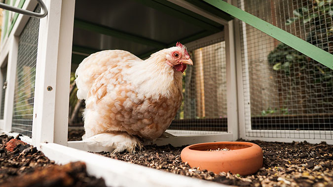 Good chicken coop design manages the smell of chicken poop with features like good ventilation. (The Grow Network)