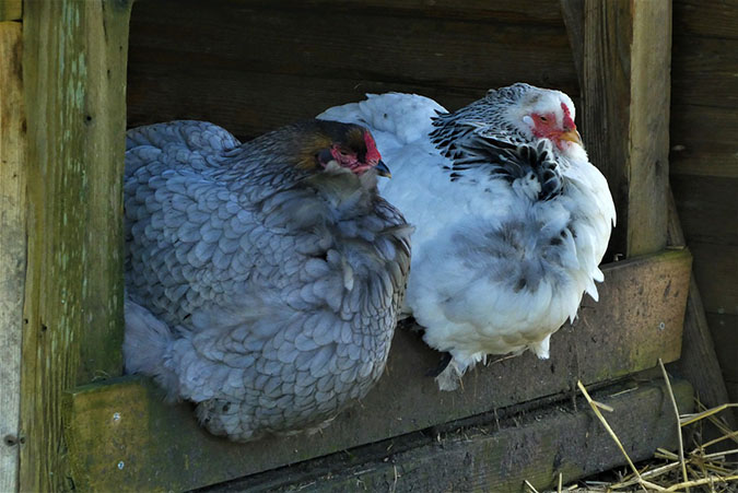 Good chicken coop design addresses chickens' 6 basic needs (The Grow Network)