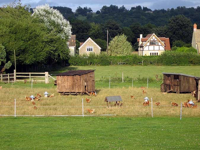 Giving chickens plenty of room to roam is one way chicken keepers reduce the amount of poop in the coop (The Grow Network)