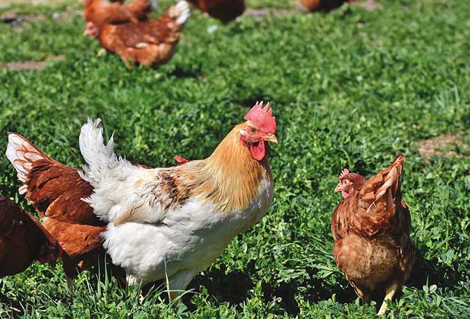 A chicken pasture can be made from any grassy area or weedy meadow. (The Grow Network) 