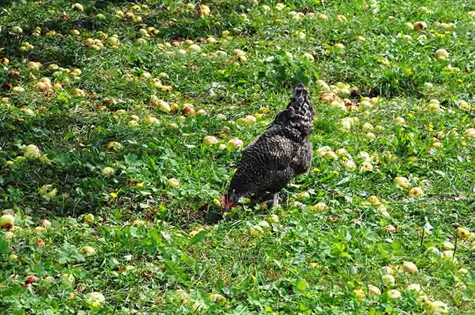 Chickens can eat the fallen fruit from your orchard. (The Grow Network)