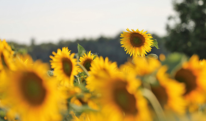 Sunflowers make an excellent contribution to DIY chicken feed. (The Grow Network) 