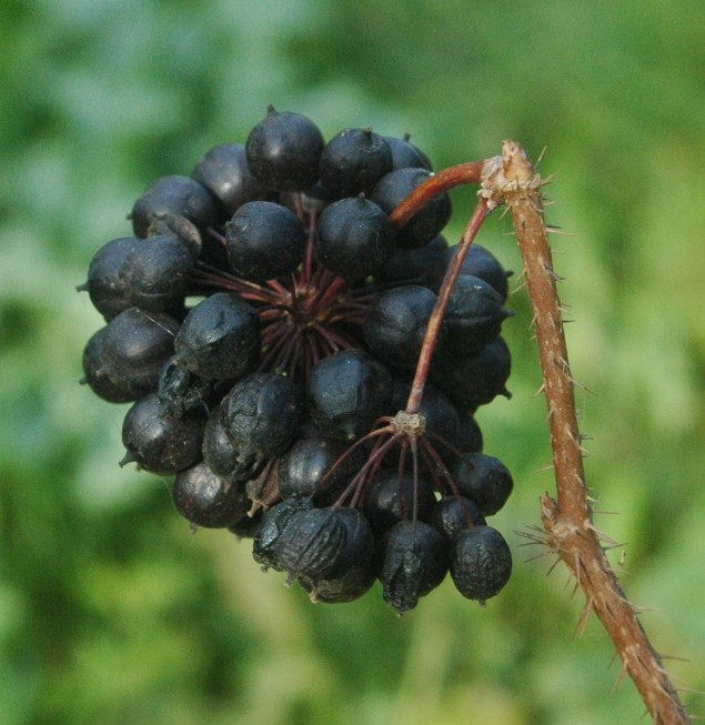 Siberian ginseng berries (The Grow Network)