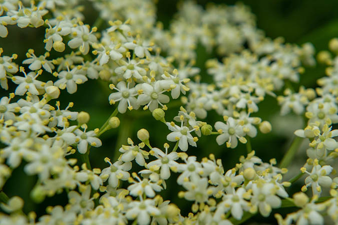 Introduction to elderberry herb -- benefits and how to use it (The Grow Network)