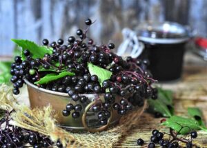 11 health benefits of elderberry herb (The Grow Network)