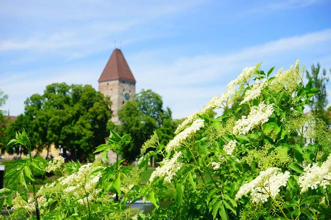 How to use elderberry (The Grow Network)