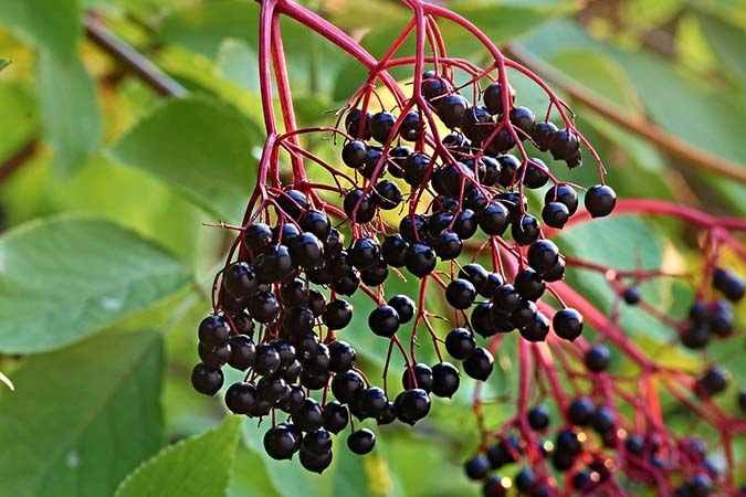 Elderberries growing on plant (The Grow Network)