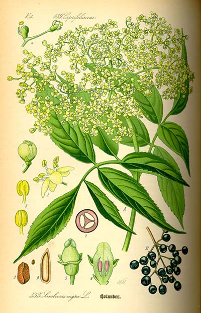 Elderberry plant illustration (The Grow Network)