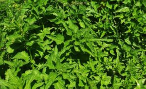 How_To_Make_A_Tincture-Stinging_Nettle_Tincture-The_Grow_Network