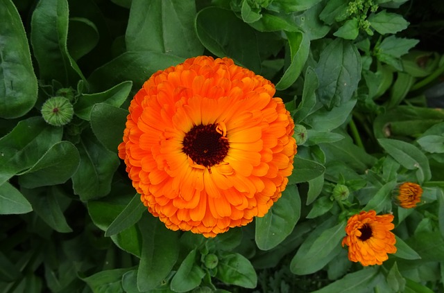 Antiviral_Herbs-The_Grow_Network-Calendula