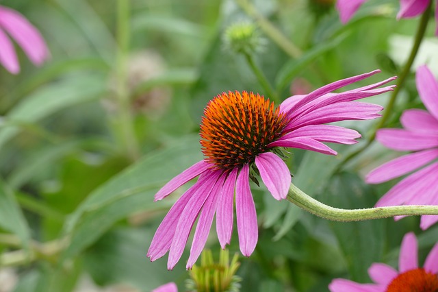 Antiviral_Herbs-The_Grow_Network-Echinacea