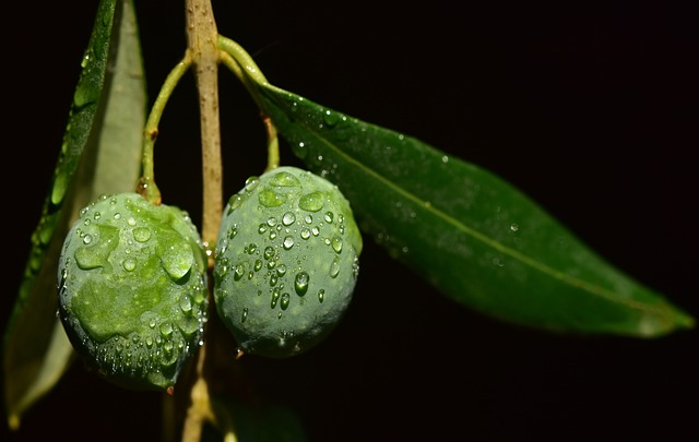 Olive Leaf