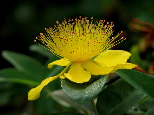 Antiviral_Herbs-The_Grow_Network-St._John's_Wort