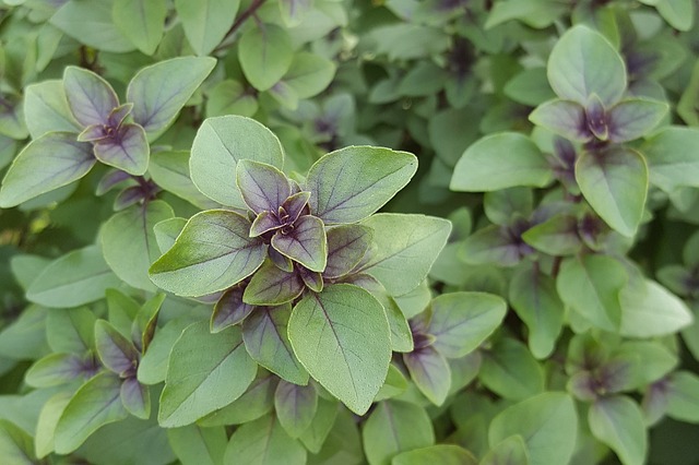 Antiviral_Herbs-The_Grow_Network-Tulsi_Holy_Basil