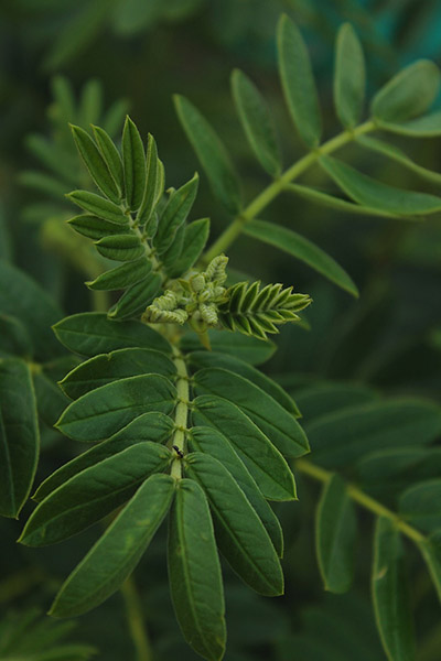 Glycyrrhiza lepidota - how to identify the licorice plant (The Grow Network)