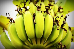Bananas can be used as a healthy sugar substitute in baking. The Grow Network