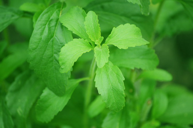 Stevia offers a sweet alternative to granulated sugar, plus some attractive health benefits. The Grow Network