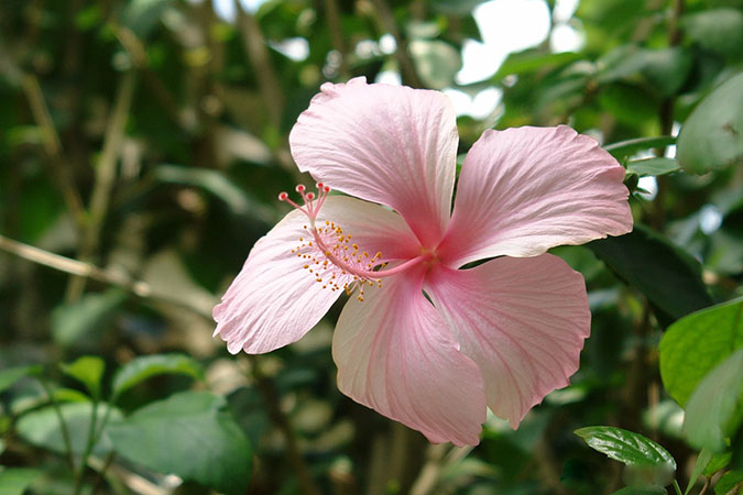 If you want to drink hibiscus tea for heart health, be sure you're using Hibiscus sabdariffa. (The Grow Network)