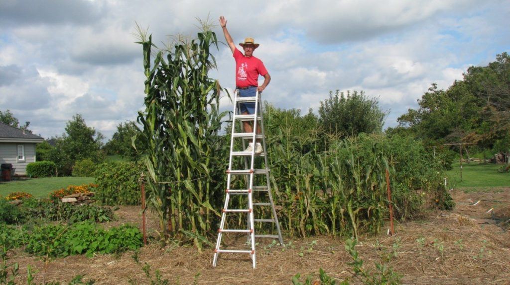 Laws of Nature - Mile-High Corn - Calvin Bey