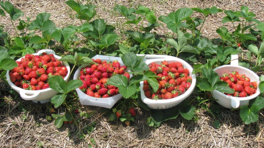 Laws of Nature - Strawberry Harvest - Calvin Bey