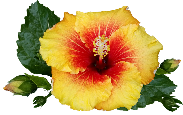 Hibiscus - Benefits and Uses