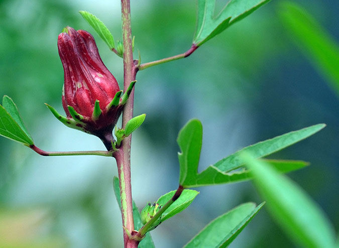When making hibiscus tea, use the calyx (sepals), not the petals. (The Grow Network) 